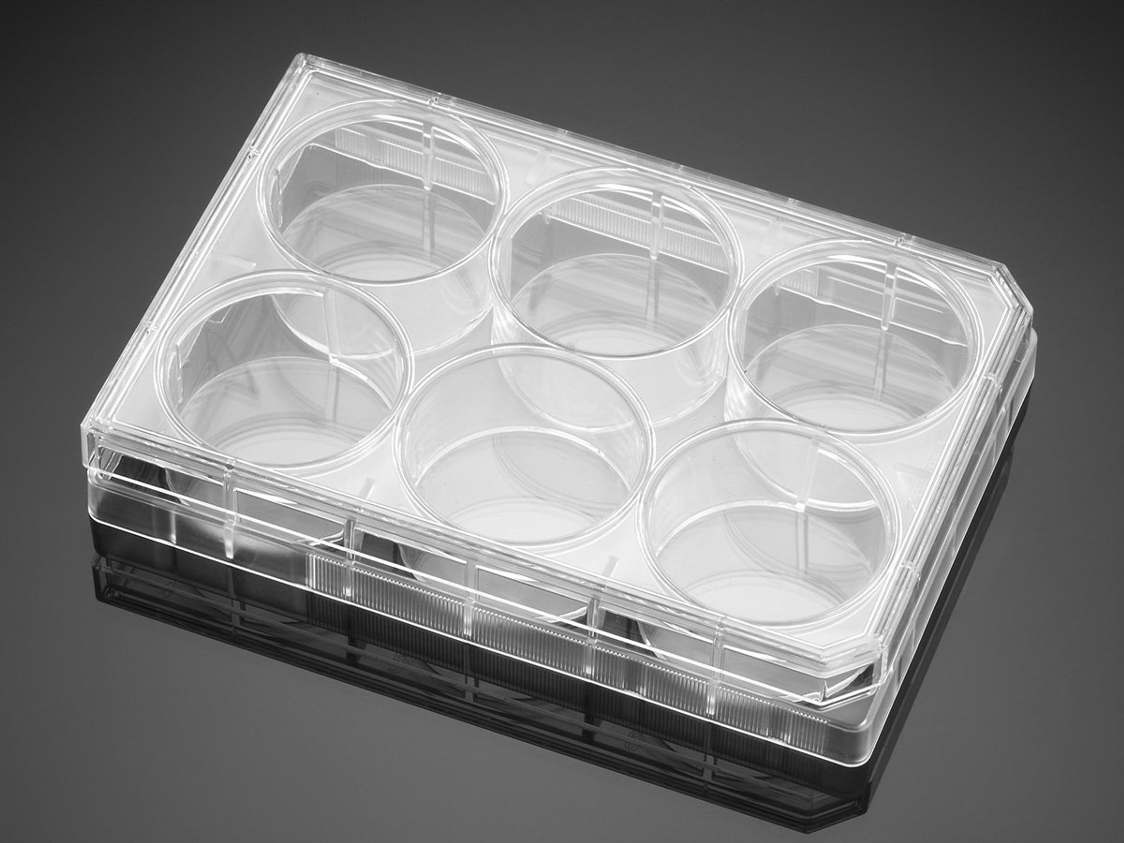 Corning® BioCoat™ Poly-L-Ornithine/Laminin 6-well Clear Flat Bottom TC-treated Multiwell Plate, with Lid, 5/Case - Corning Life Sciences - Life Sciences