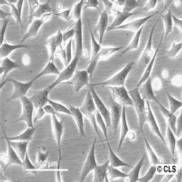 3T3-Swiss albino - Cell Lines Service GmbH - Life Sciences
