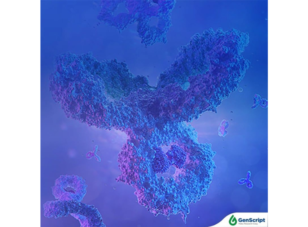 TurboCHO™ Antibody Expression Service - GenScript - Life Sciences
