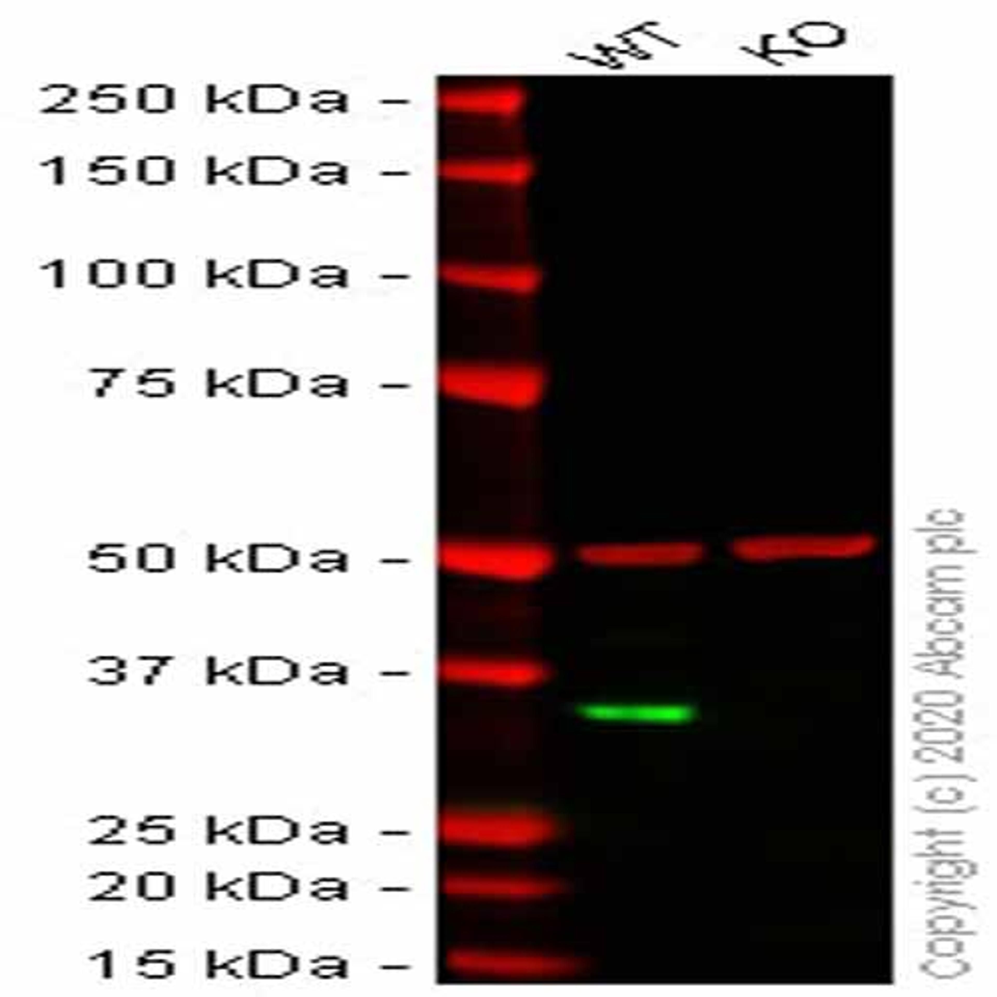 Human CCND1 (Cyclin D1) knockout HeLa cell line - Abcam plc - Life Sciences