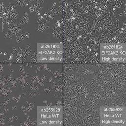 Human EIF2AK2 (PKR) knockout HeLa cell line - Abcam plc - Life Sciences
