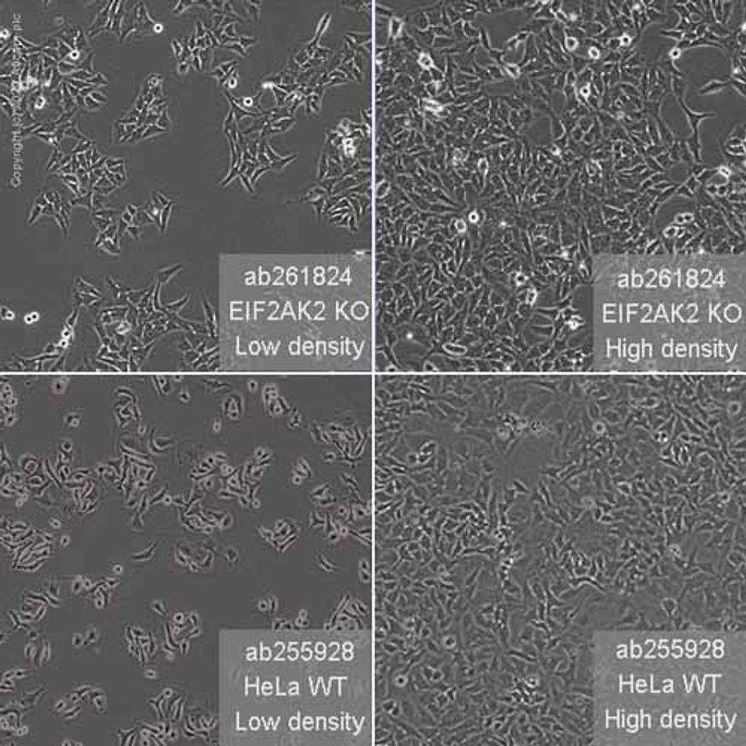 Human EIF2AK2 (PKR) knockout HeLa cell line - Abcam plc - Life Sciences