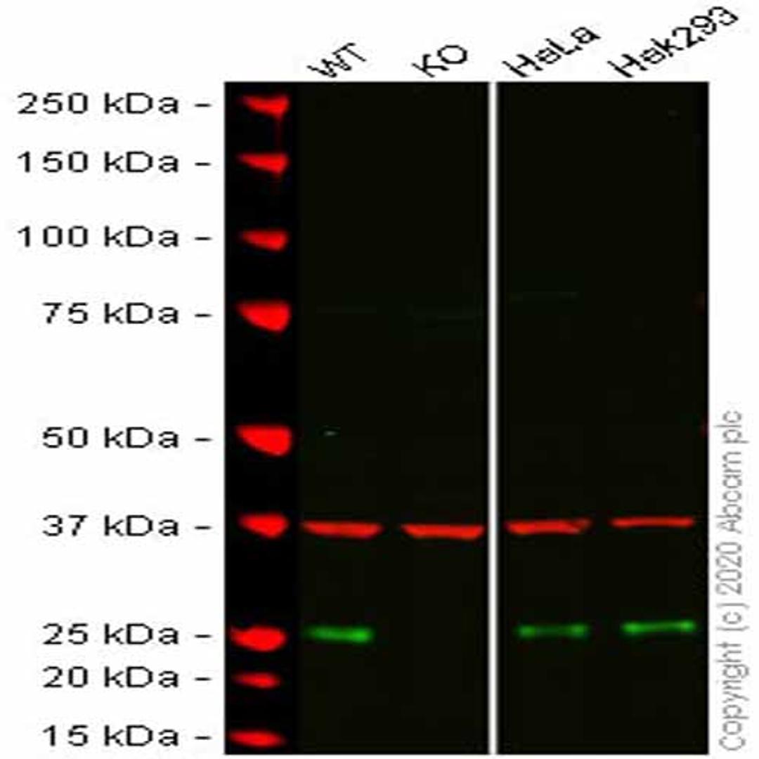 Human GRB2 knockout HCT116 cell line - Abcam plc - Life Sciences