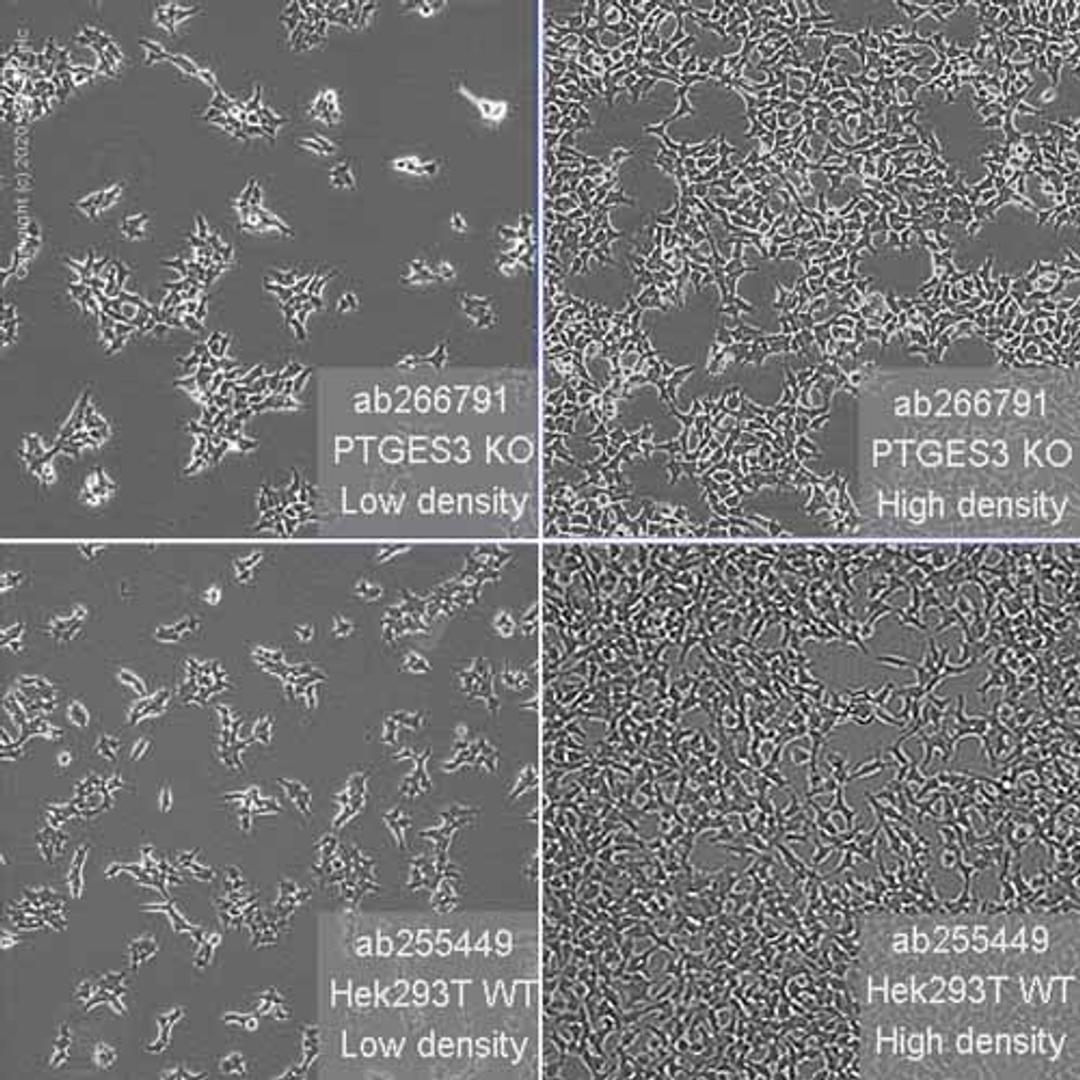 Human PTGES3 (p23) knockout HEK293T cell line - Abcam plc - Life Sciences