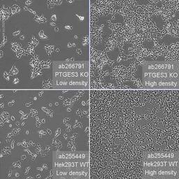 Human PTGES3 (p23) knockout HEK293T cell line - Abcam plc - Life Sciences