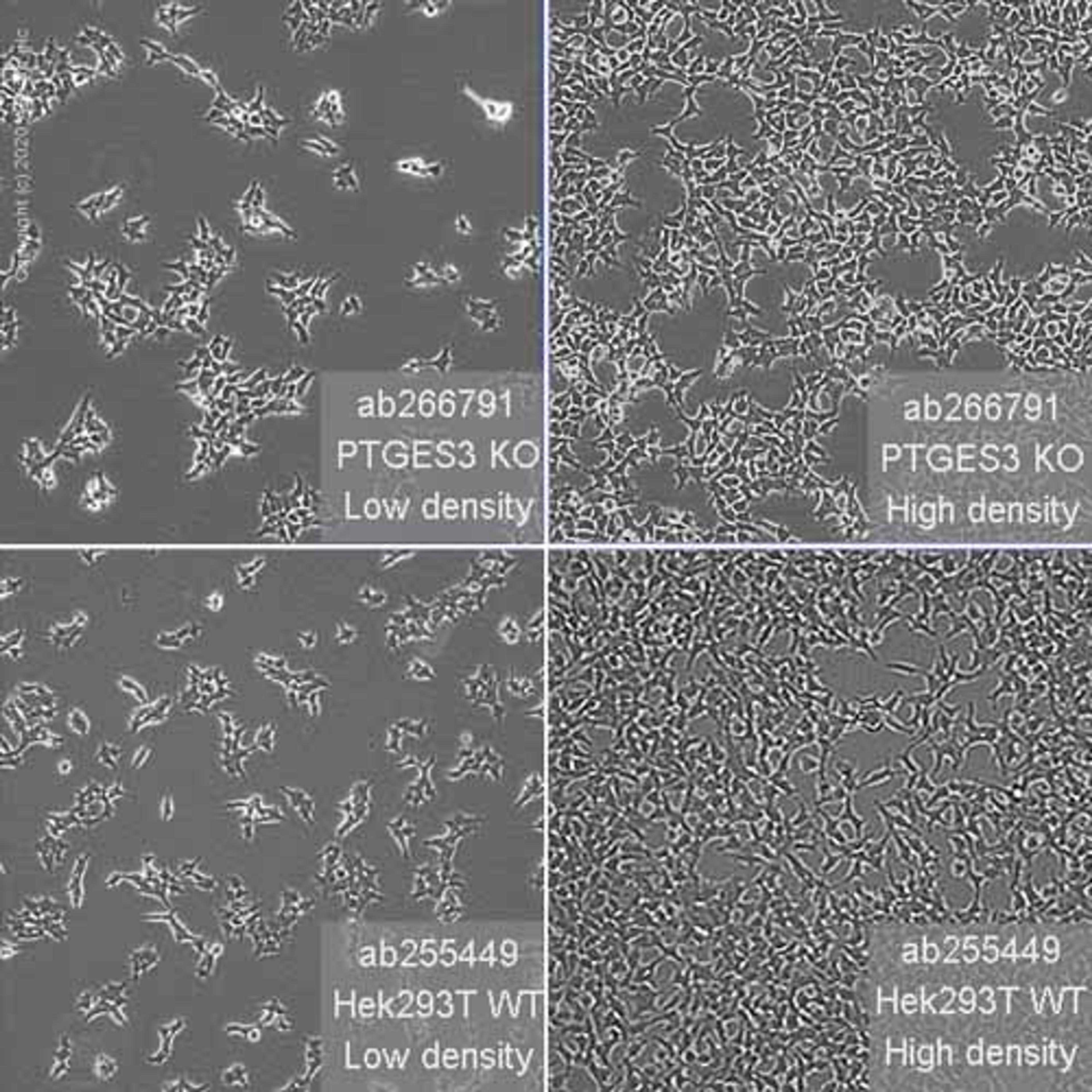Human PTGES3 (p23) knockout HEK293T cell line - Abcam plc - Life Sciences