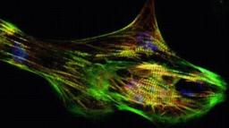 human ventricular Cardiomyocytes (hvCM) - Novoheart - Life Sciences