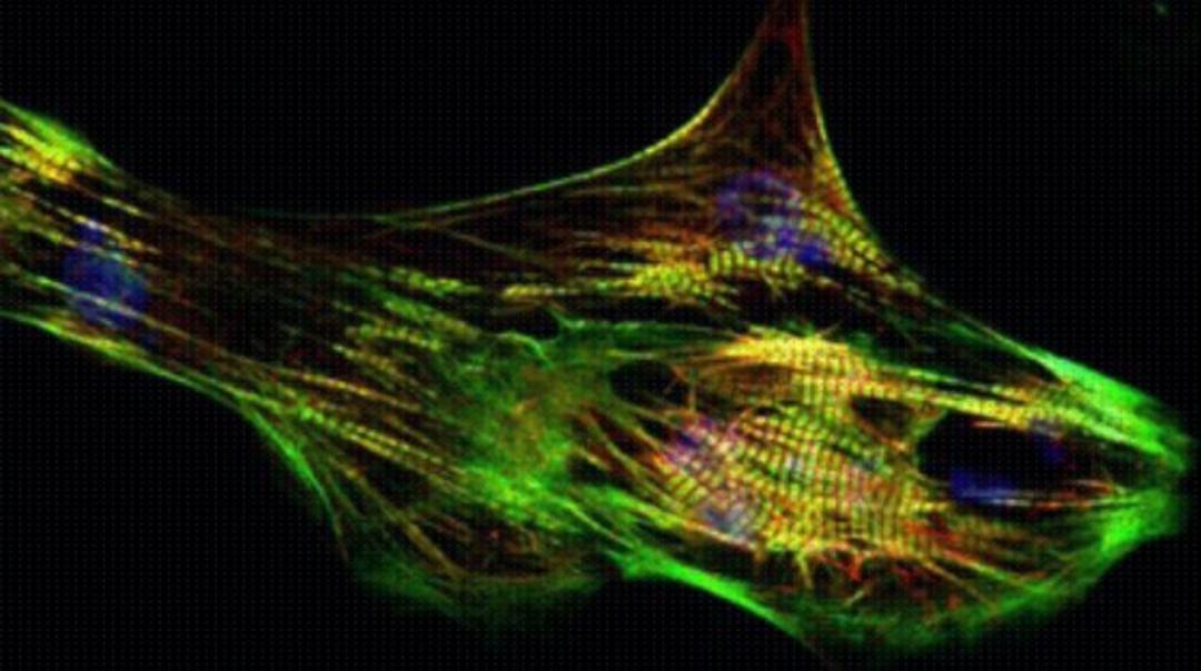human ventricular Cardiomyocytes (hvCM) - Novoheart - Life Sciences