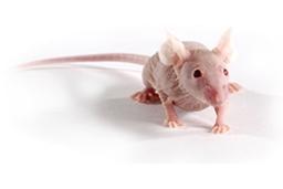 Athymic Nude Mouse Model - Charles River - Drug discovery > Pre-Clinical Development