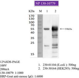Mouse anti-SARS-COV-2 N-Protein (5F7-A3) - RayBiotech Inc. - Life Sciences