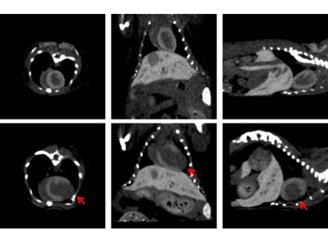 Viscover Micro-CT Contrast Agents - ExiTron™ - Scintica - Life Sciences