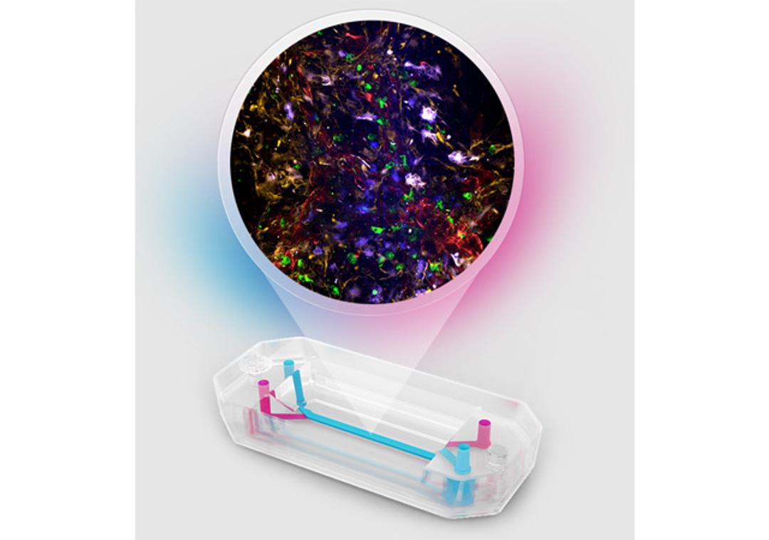 Brain-Chip R1 - Emulate - Drug Discovery & Development