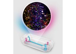 Brain-Chip R1 - Emulate - Drug Discovery & Development