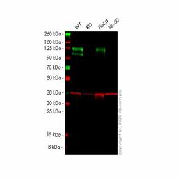 Human NCSTN (Nicastrin) knockout HEK293T cell line - Abcam plc - Life Sciences