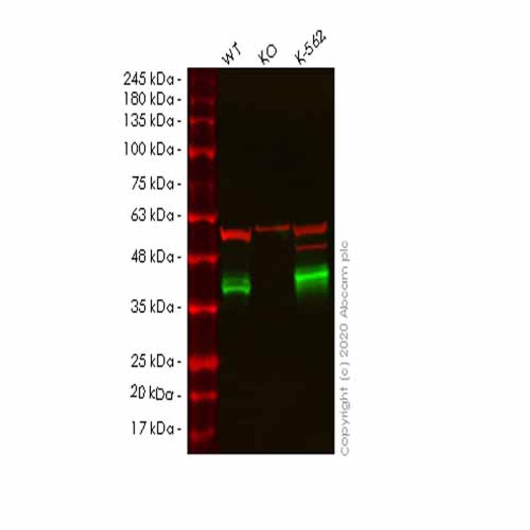 Human CRKL knockout HeLa cell line - Abcam plc - Life Sciences