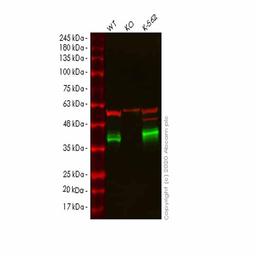 Human CRKL knockout HeLa cell line - Abcam plc - Life Sciences