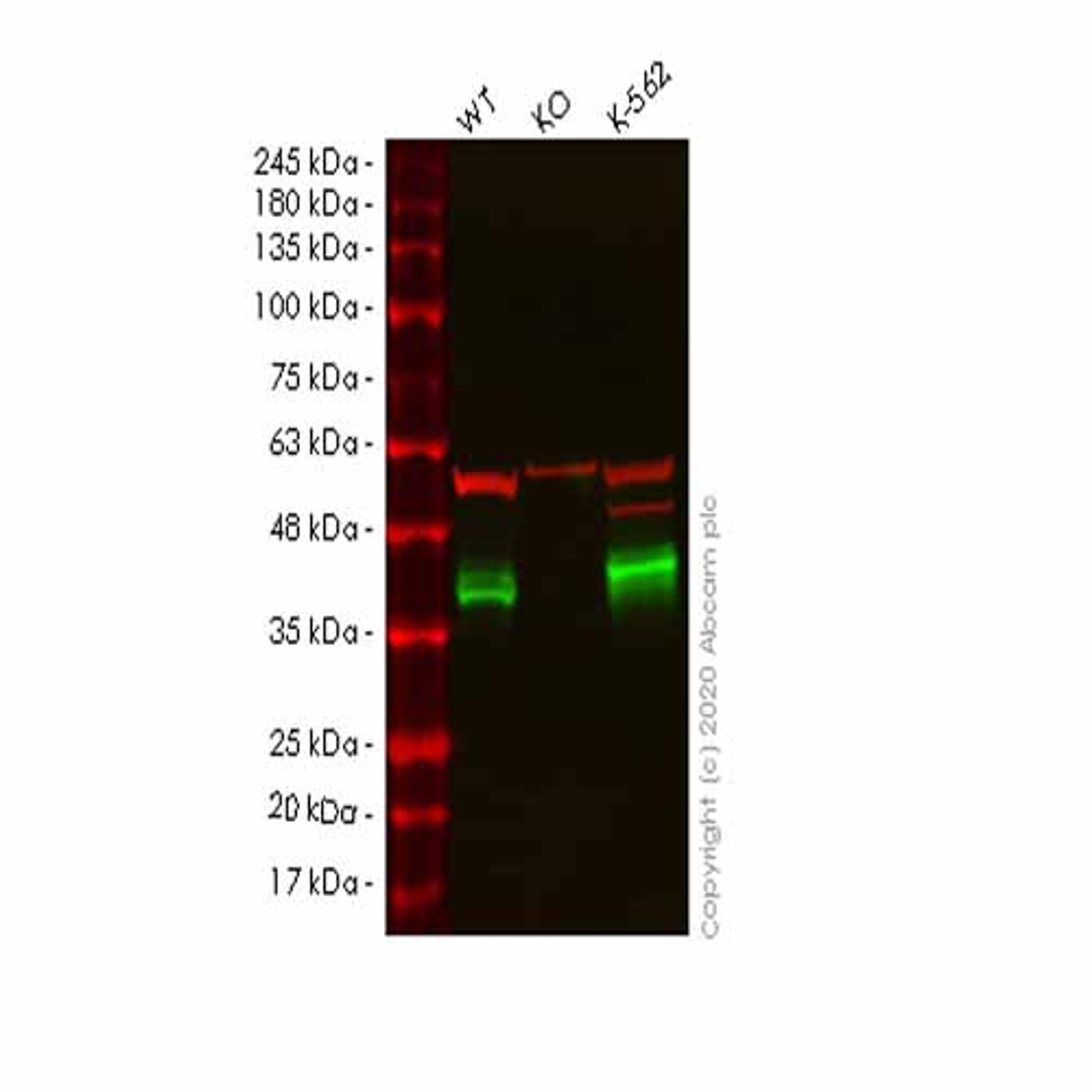 Human CRKL knockout HeLa cell line - Abcam plc - Life Sciences