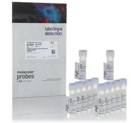 Invitrogen™ LIVE/DEAD™ Fixable Green Dead Cell Stain Kit - Thermo Fisher Scientific - Life Sciences