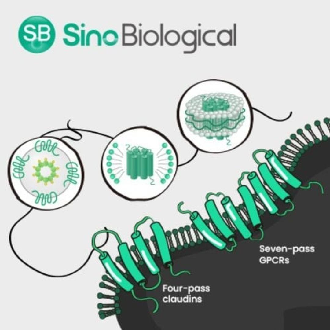 Multi-pass Transmembrane Protein Development Platforms - Sino Biological - Life Sciences