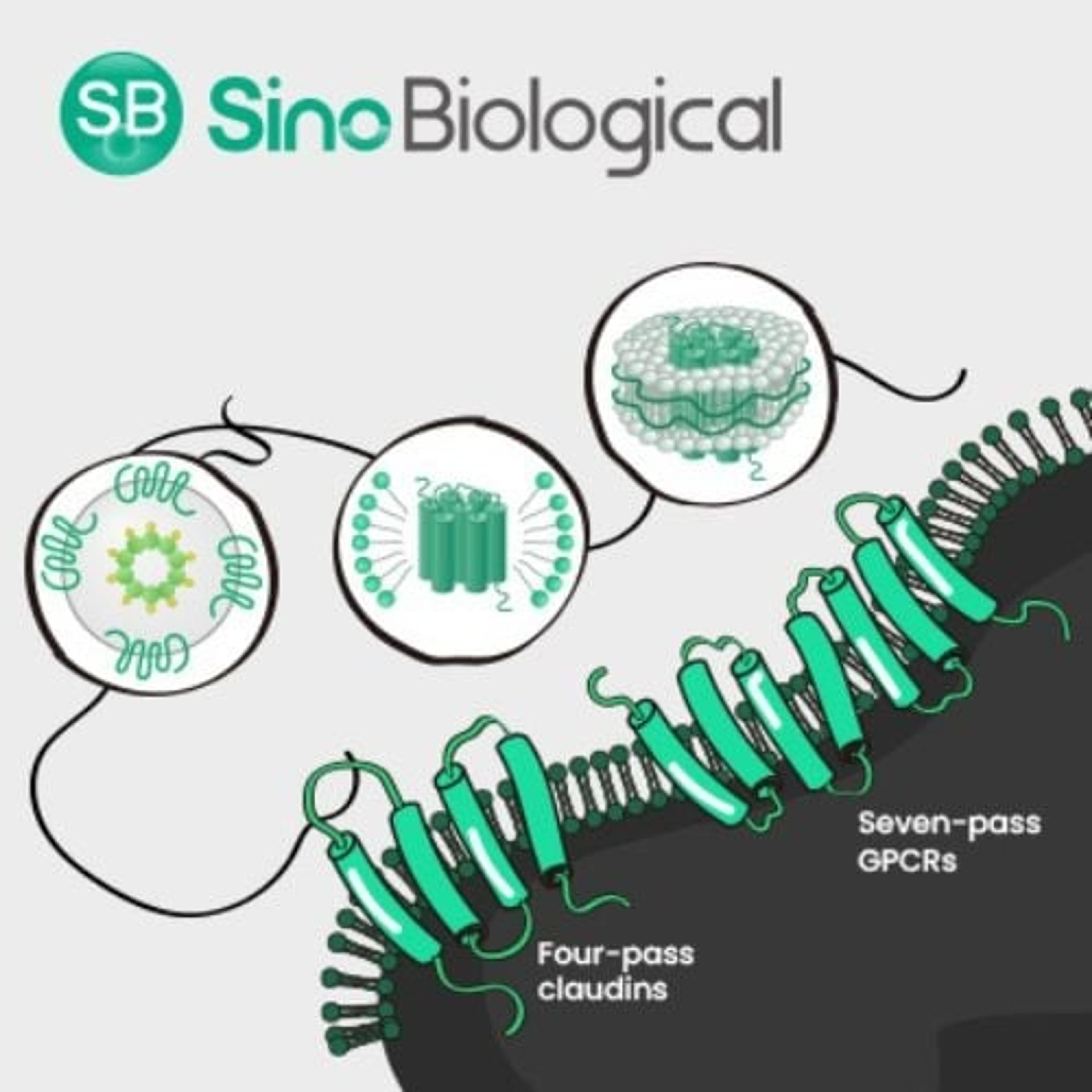 Multi-pass Transmembrane Protein Development Platforms - Sino Biological - Life Sciences