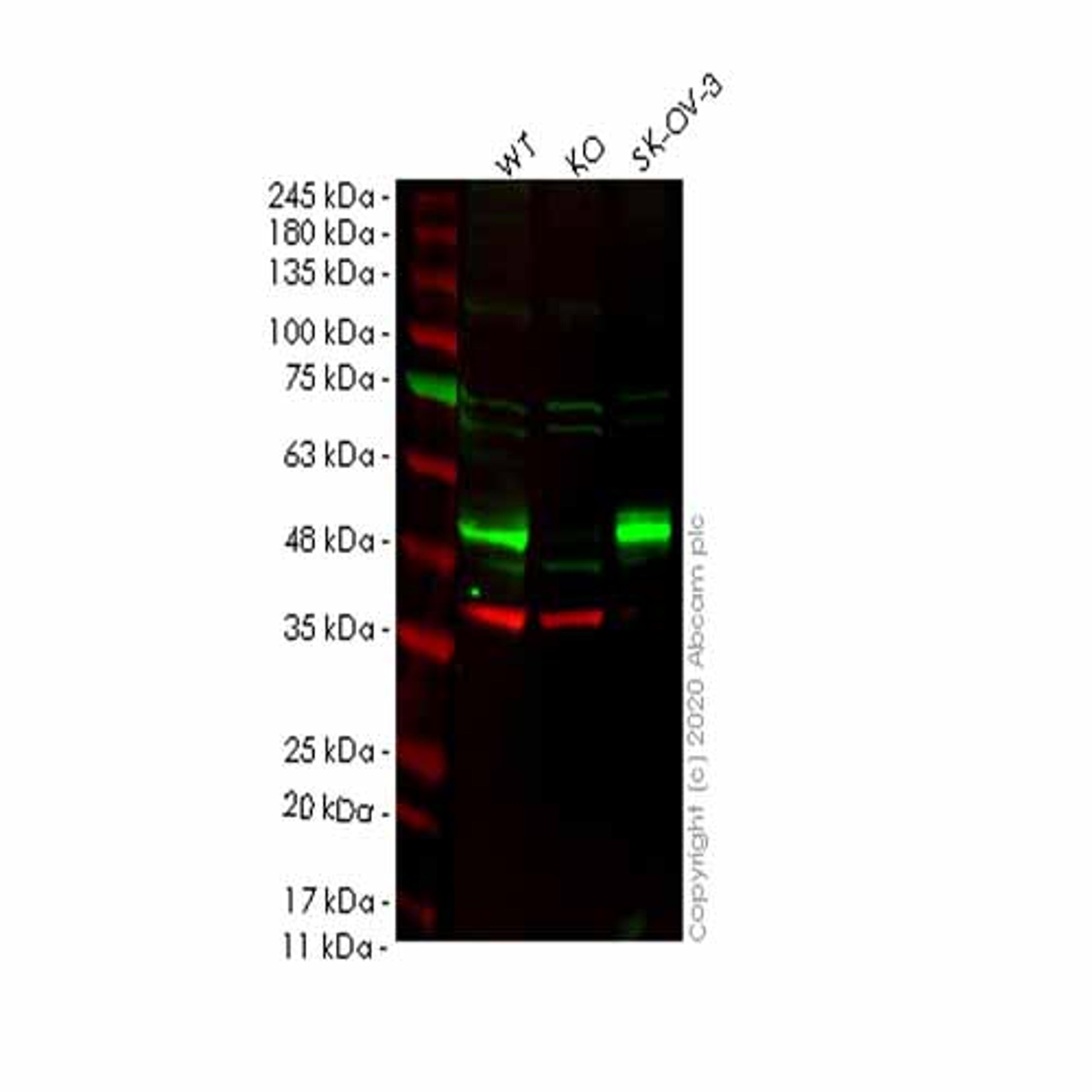 Human SOX17 knockout HeLa cell line - Abcam plc - Life Sciences