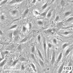 E11 - Cell Lines Service GmbH - Life Sciences