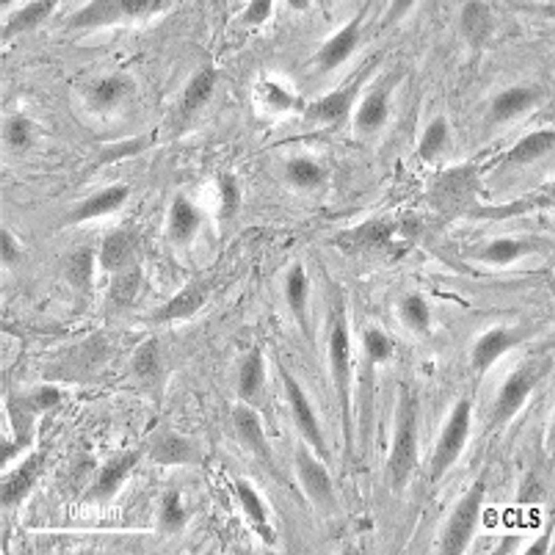 E11 - Cell Lines Service GmbH - Life Sciences