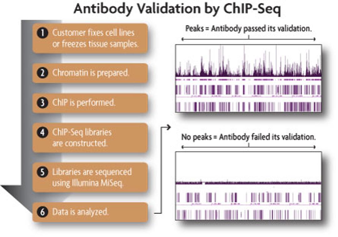 ChIP Antibody Validation Services - Active Motif - Life Sciences