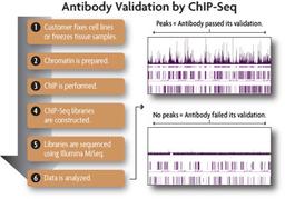 ChIP Antibody Validation Services - Active Motif - Life Sciences