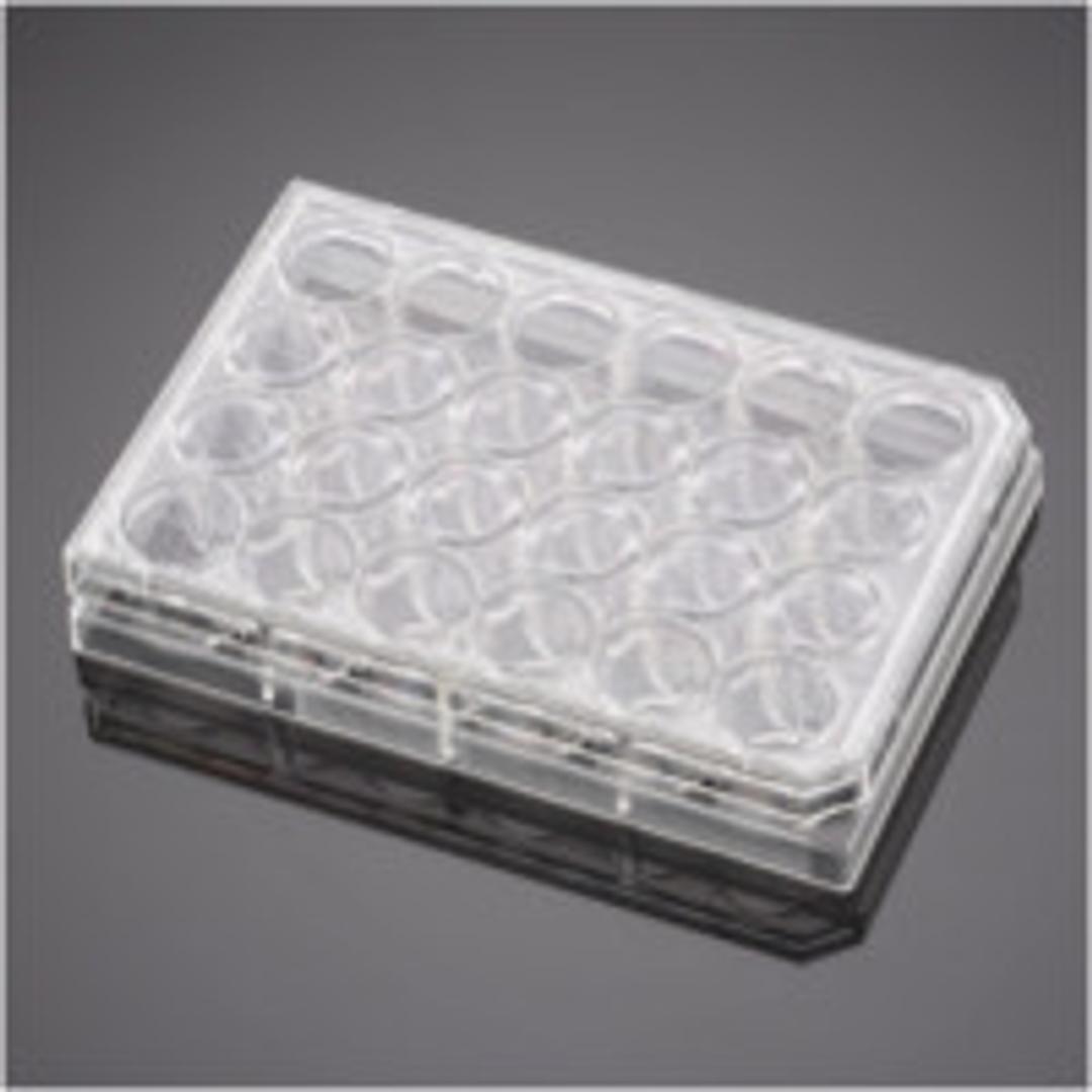 Corning® BioCoat™ Control Inserts with 8.0 µm PET Membrane in two 24-well Plates, 12/Pack, 24/Case - Corning Life Sciences - Life Sciences