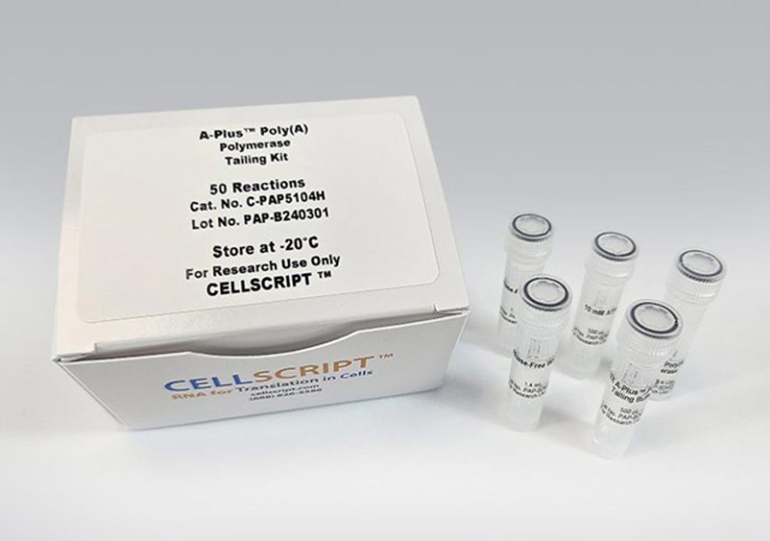 A-Plus™ Poly(A) Polymerase Tailing Kit - CELLSCRIPT™ - Life Sciences