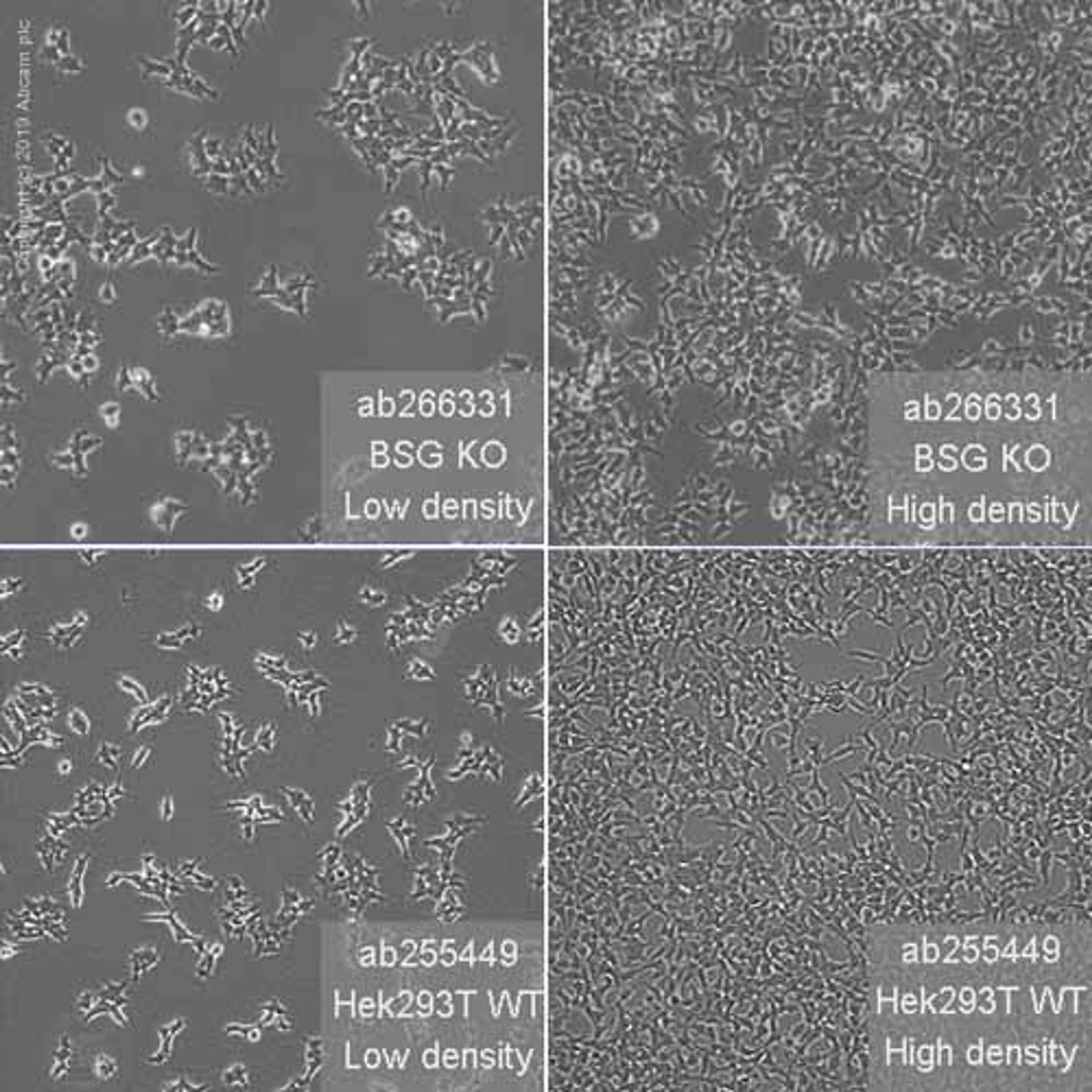 Human BSG (CD147) knockout HEK293T cell line - Abcam plc - Life Sciences