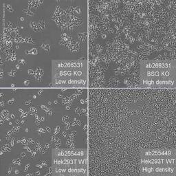 Human BSG (CD147) knockout HEK293T cell line - Abcam plc - Life Sciences