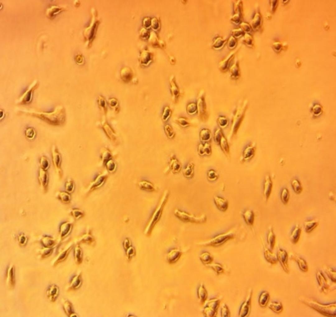 Microglial Cell Line (IMG) - Kerafast - Life Sciences