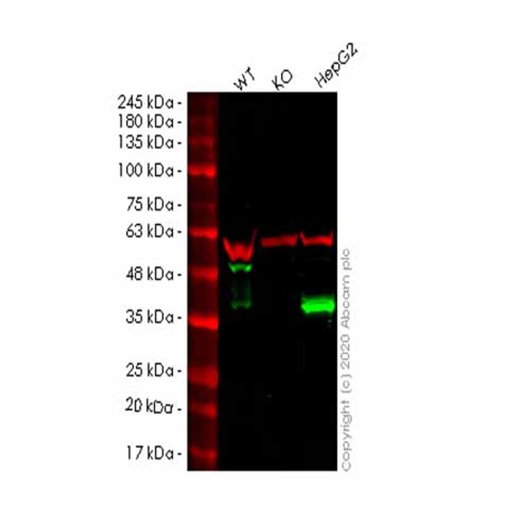 Human APOE knockout HEK293T cell line - Abcam plc - Life Sciences