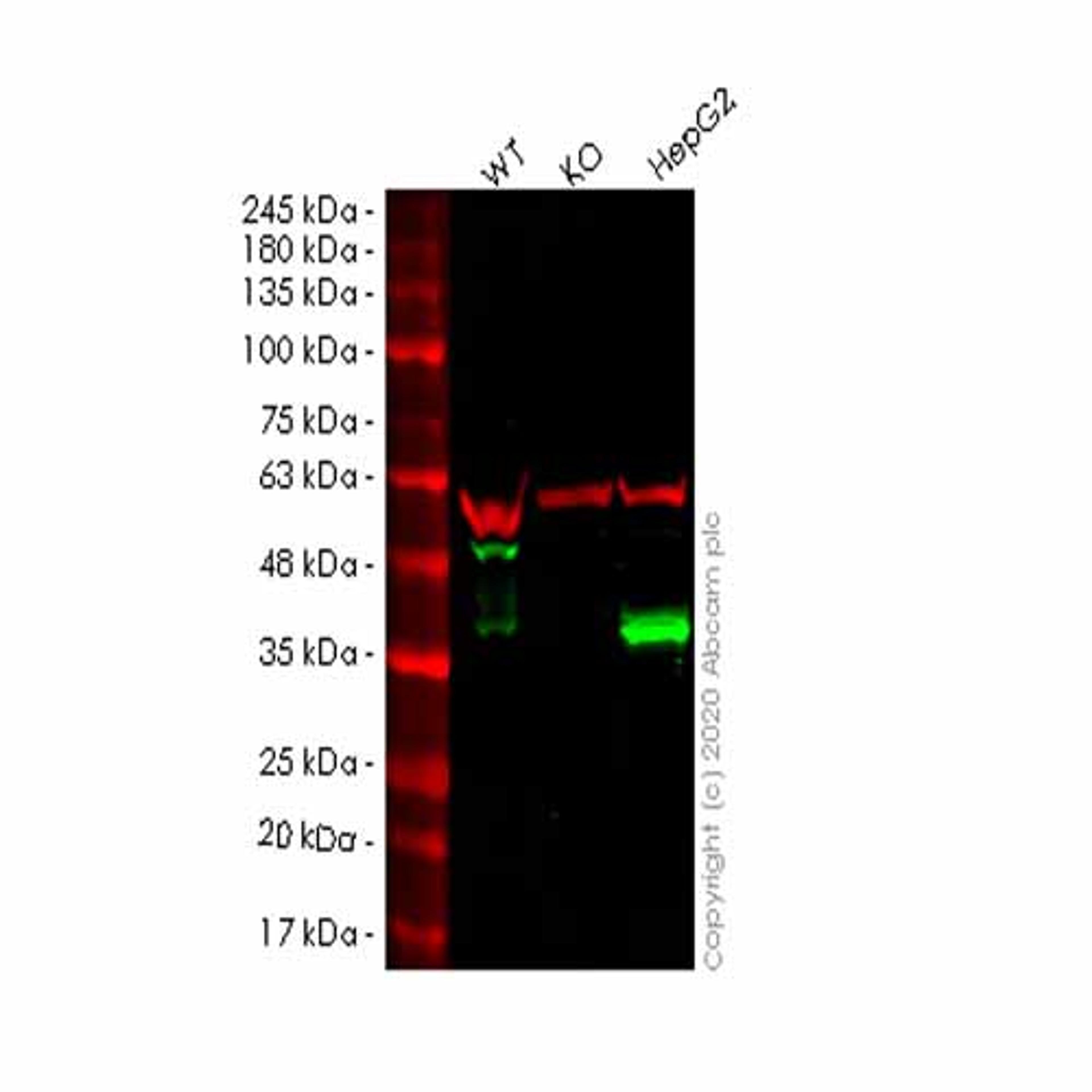 Human APOE knockout HEK293T cell line - Abcam plc - Life Sciences