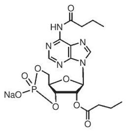 N6,2′-O-Dibutyryladenosine 3′,5′-cyclic monophosphate sodium salt - Merck KGaA, Darmstadt, Germany - Life Sciences