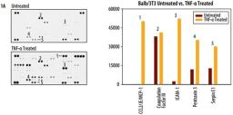 Proteome Profiler Mouse XL Cytokine Array - Bio-Techne - Drug discovery > Lead Discovery