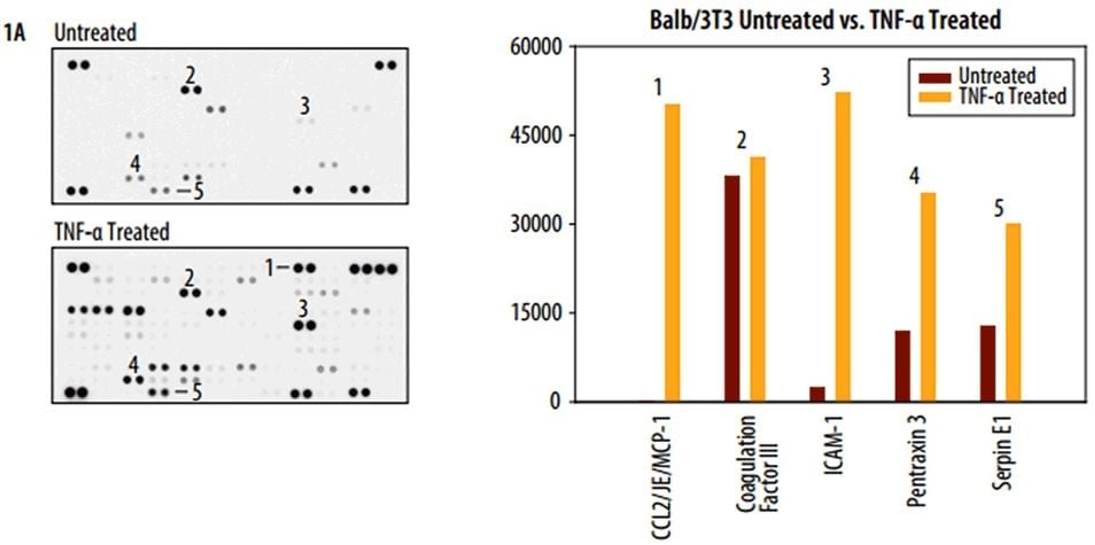 Proteome Profiler Mouse XL Cytokine Array - Bio-Techne - Drug discovery > Lead Discovery
