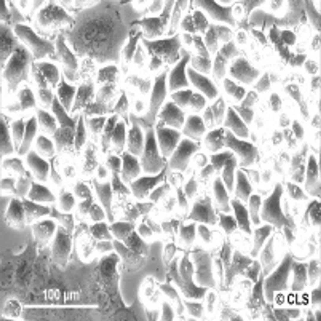 SK-BR-3 - Cell Lines Service GmbH - Life Sciences