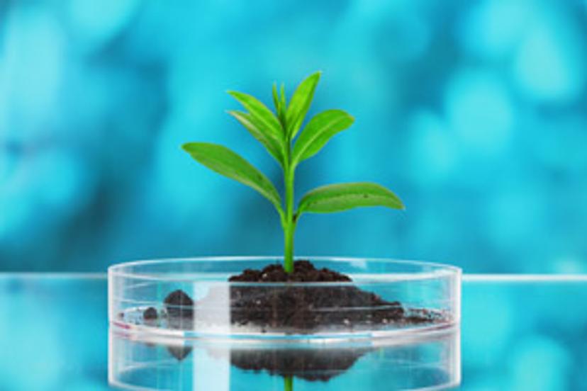 Detection of parasitic molecular strategies to influence host plant signaling