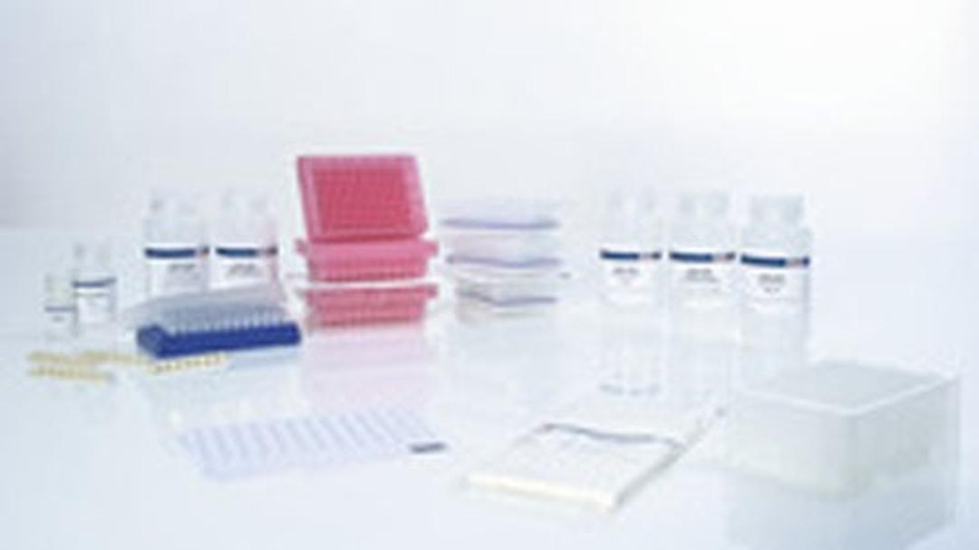 AllPrep DNA/RNA 96 Kit (4) - QIAGEN - Separations