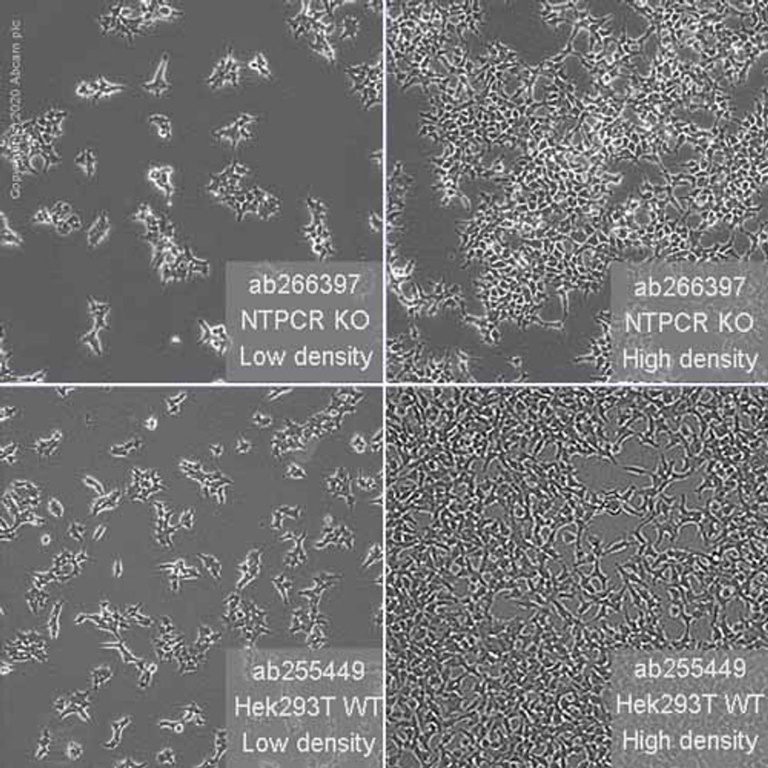 Human NTPCR (Nucleoside triphosphate phosphohydrolase) knockout HEK293T cell line - Abcam plc - Life Sciences