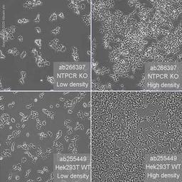 Human NTPCR (Nucleoside triphosphate phosphohydrolase) knockout HEK293T cell line - Abcam plc - Life Sciences