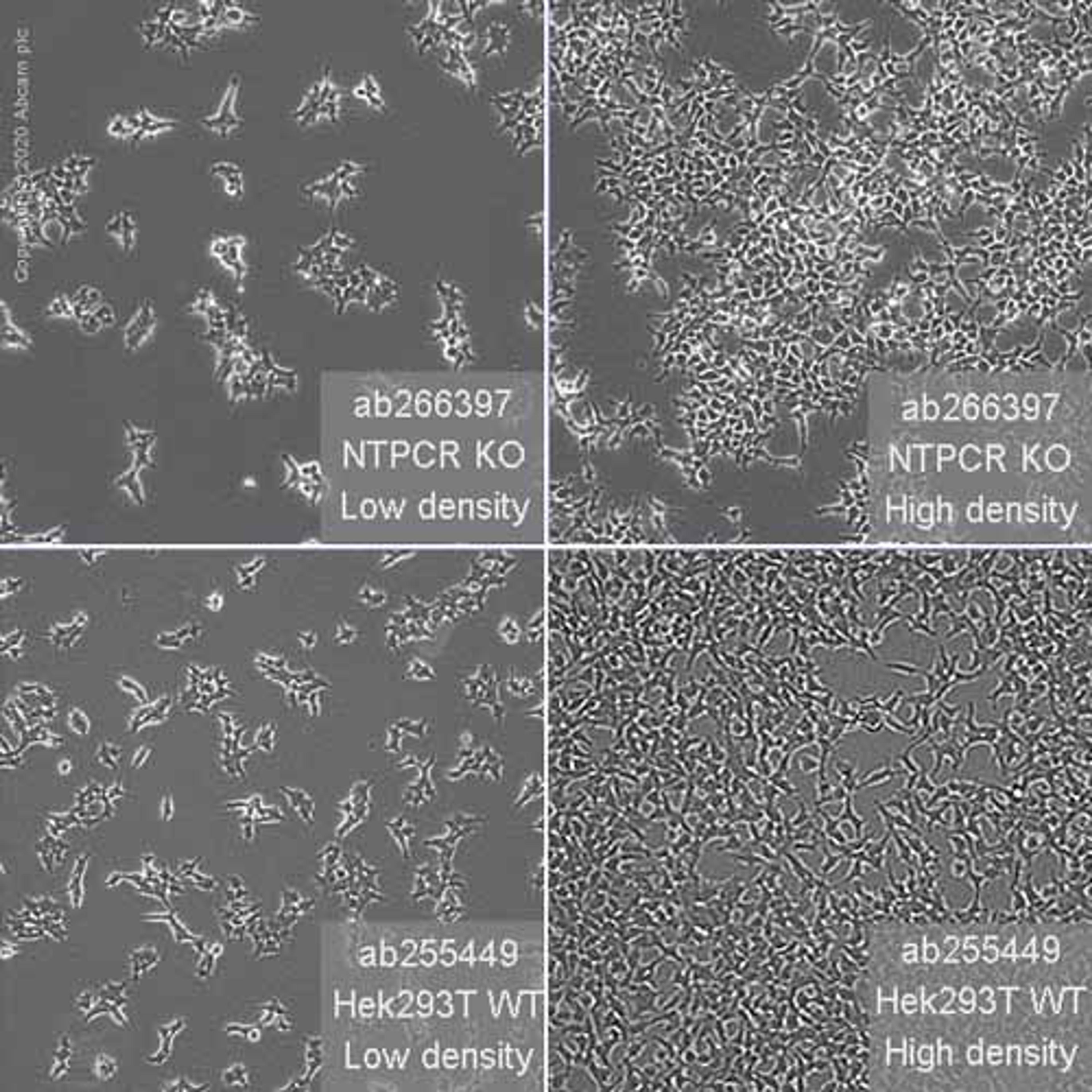 Human NTPCR (Nucleoside triphosphate phosphohydrolase) knockout HEK293T cell line - Abcam plc - Life Sciences