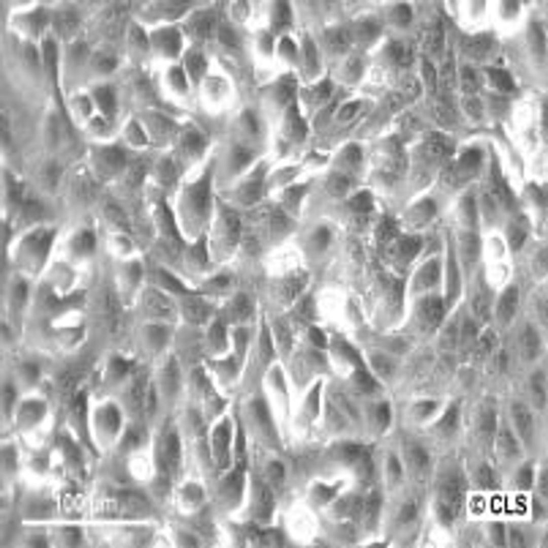 A549 - Cell Lines Service GmbH - Life Sciences