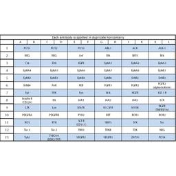 Human RTK Phosphorylation Array C1 - RayBiotech Inc. - Life Sciences