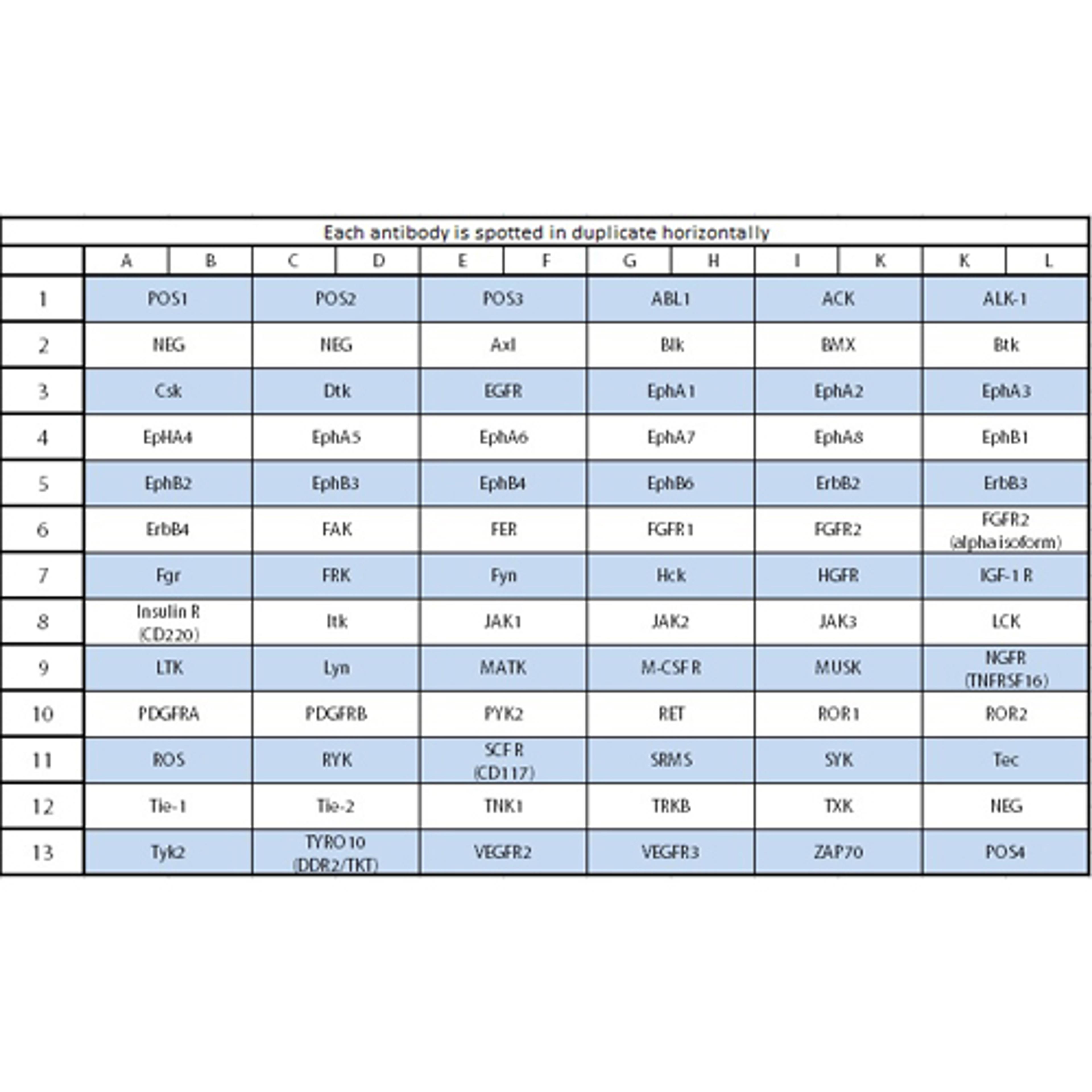 Human RTK Phosphorylation Array C1 - RayBiotech Inc. - Life Sciences