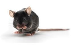 C57BL/6 Mouse - Charles River - Drug discovery > Pre-Clinical Development