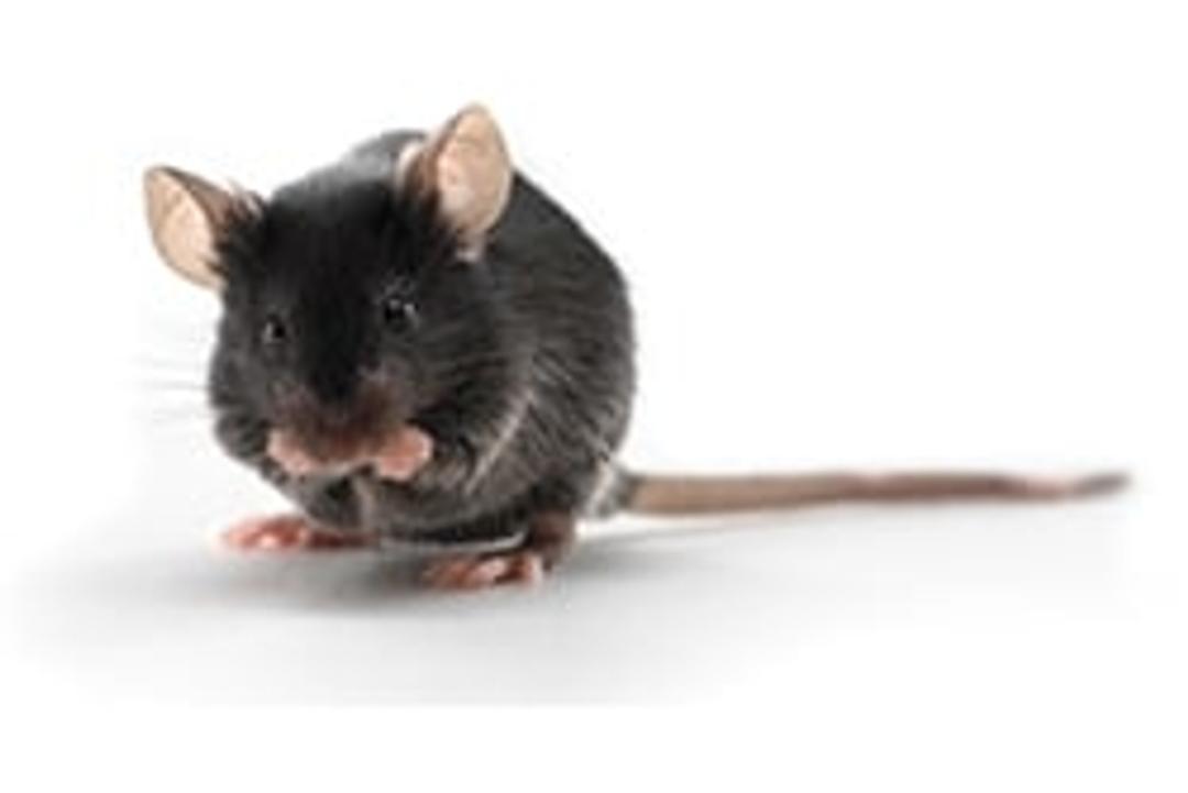 C57BL/6 Mouse - Charles River - Drug discovery > Pre-Clinical Development